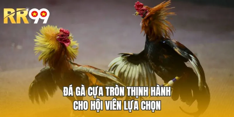 Đá gà cựa tròn thịnh hành cho hội viên lựa chọn