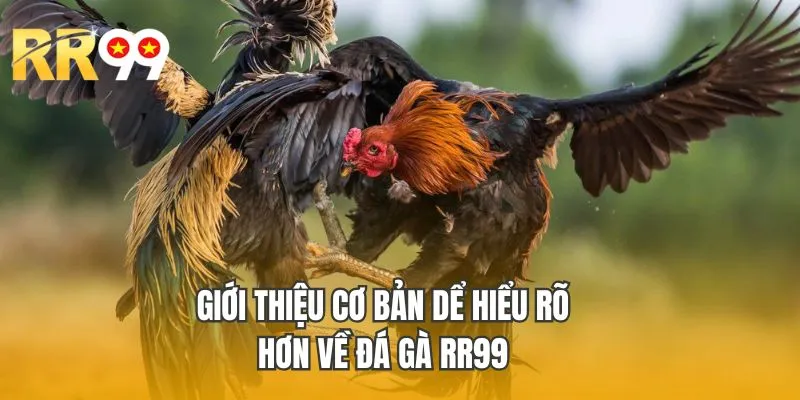 Giới thiệu cơ bản để hiểu rõ hơn về đá gà RR99