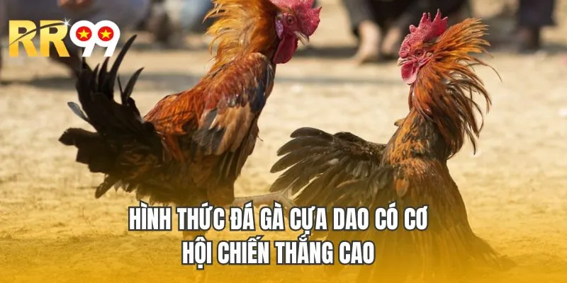 Hình thức đá gà cựa dao có cơ hội chiến thắng cao