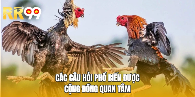 Các câu hỏi phổ biến được cộng đồng quan tâm