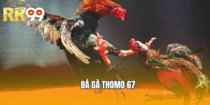 Đá Gà Thomo 67