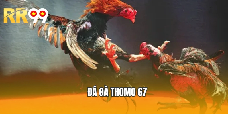 Đá Gà Thomo 67