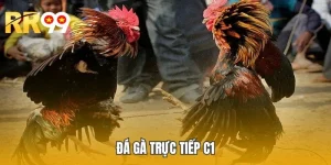 Đá Gà Trực Tiếp C1