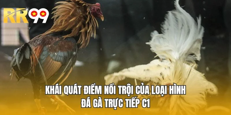 Khái quát điểm nổi trội của loại hình đá gà trực tiếp C1
