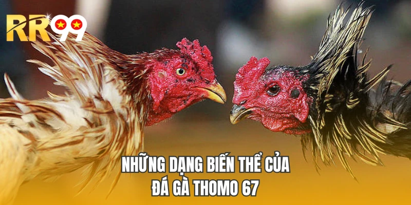 Những dạng biến thể của Đá gà Thomo 67